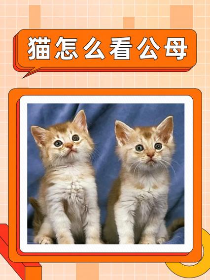 养猫一公一母的禁忌