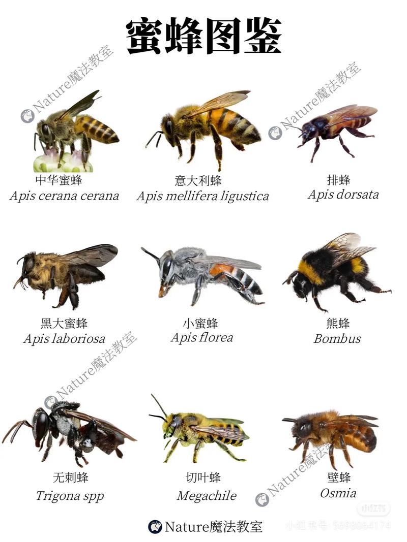 蜜蜂蛰了手肿了擦什么药缩略图