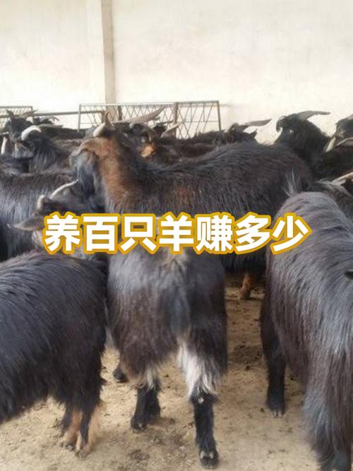 养羊100只投资需要多少钱
