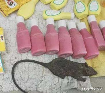 集市老鼠为什么不乱跑