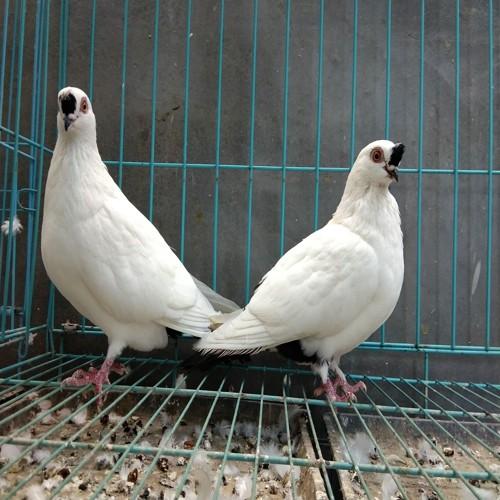 肉鸽可以刷信赖吗