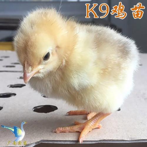正宗k9鸡苗图片