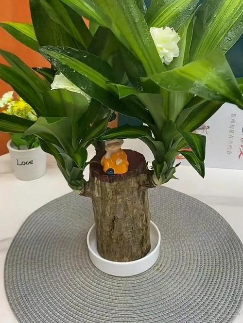 幸运木怎么浇水