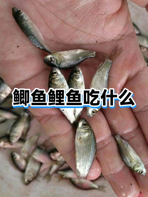 鲤鱼吃什么长得快缩略图