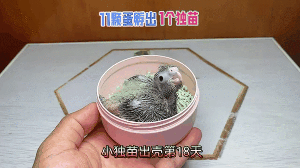 玄凤鹦鹉蛋孵化多久出壳缩略图