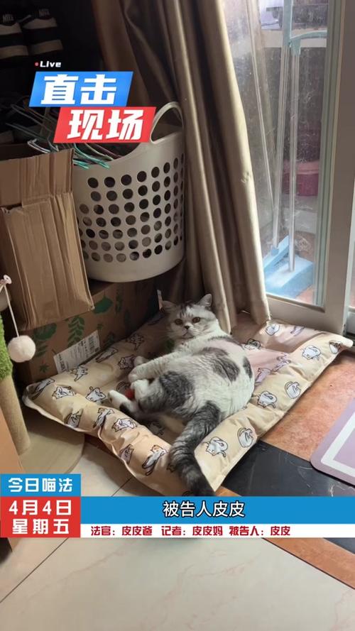 皮皮喵怎么导入来源站点图标