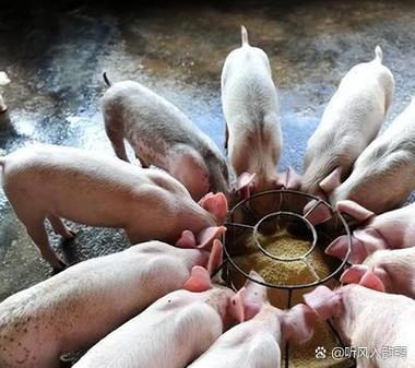 农村个体养猪还允许吗