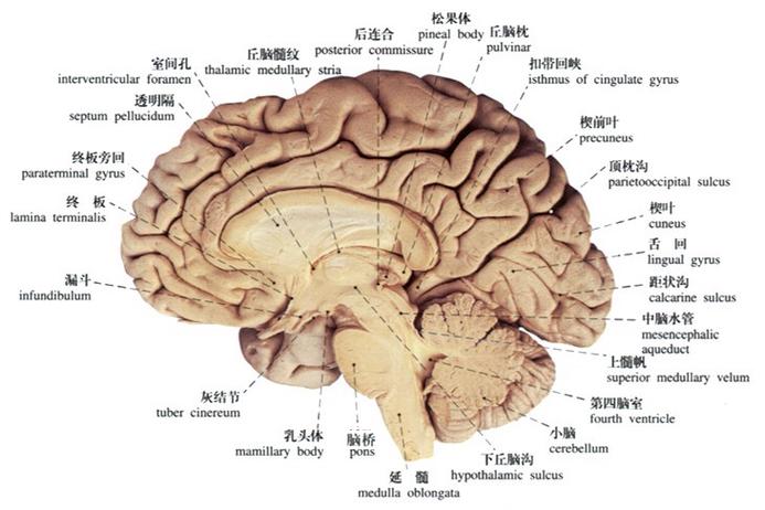 精神病脑子与正常脑子