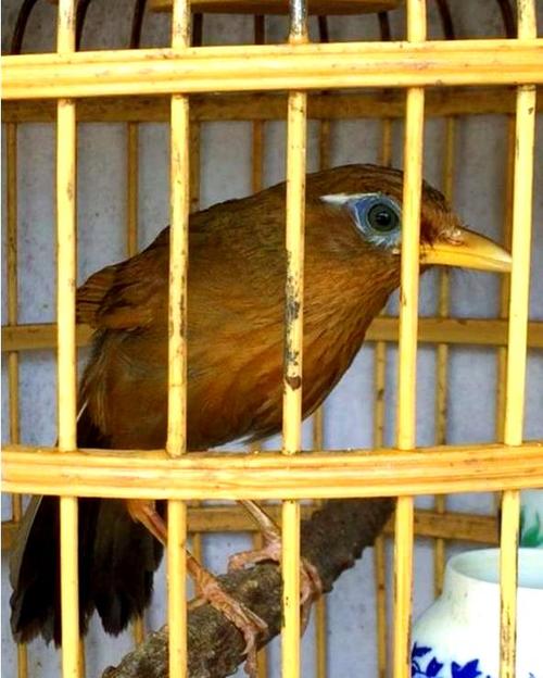 画眉鸟性格非常烈能不能打大战吗