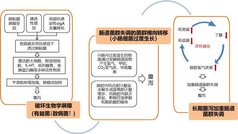 菌群失调的治疗方法