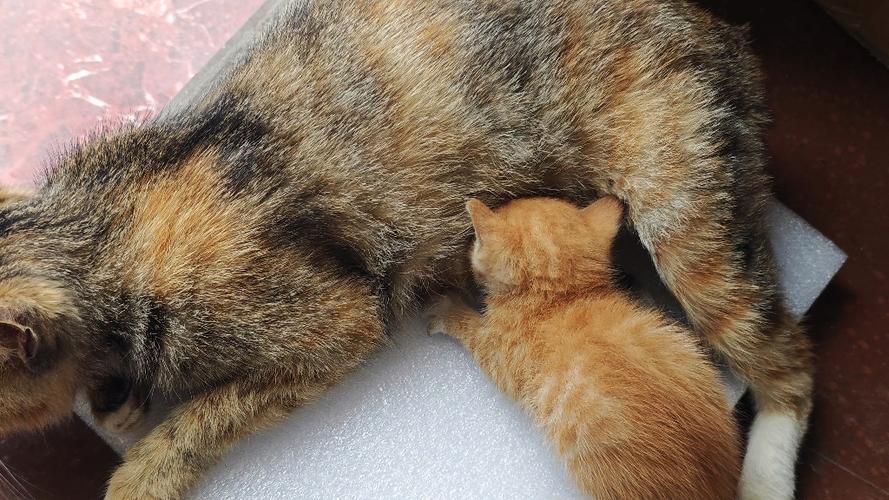 猫咪疯狂踩奶要制止吗缩略图