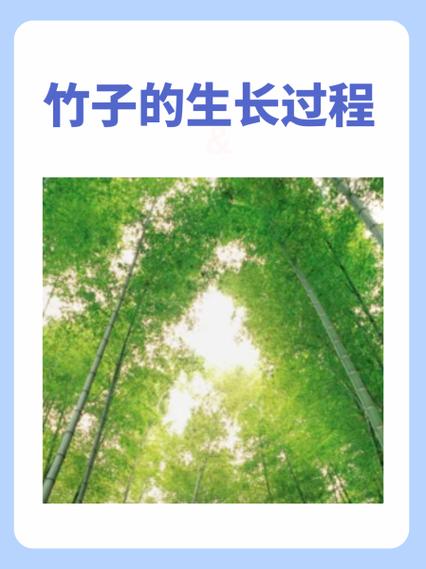 迷你竹子繁殖最简单三个步骤