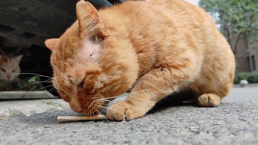大黄猫追剧下载