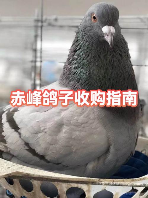 哪里有收鸽子的联系电话图标