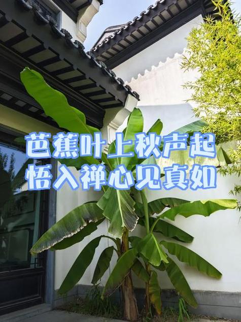 多事芭蕉阅读理解答案