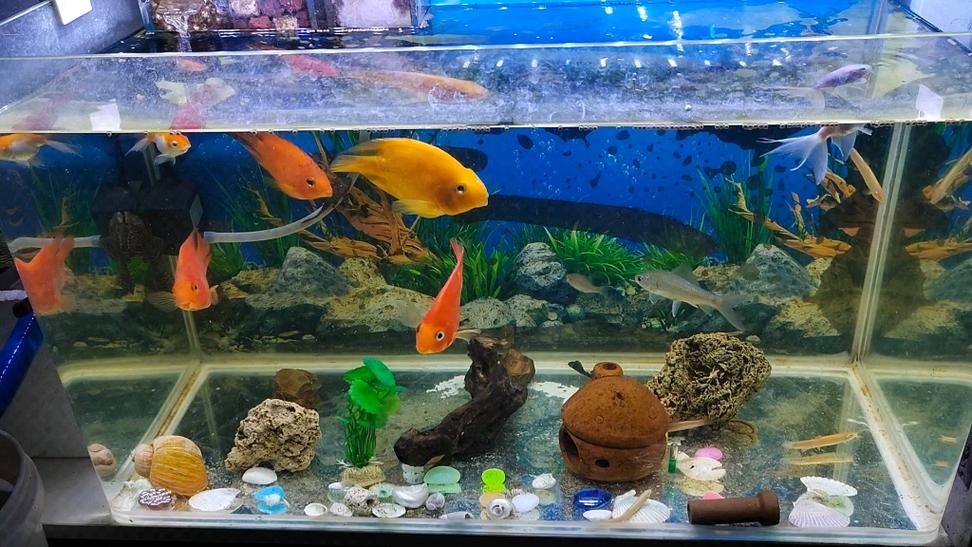 家庭养殖观赏鱼赚钱截图