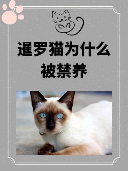 养猫管理条例规定图标