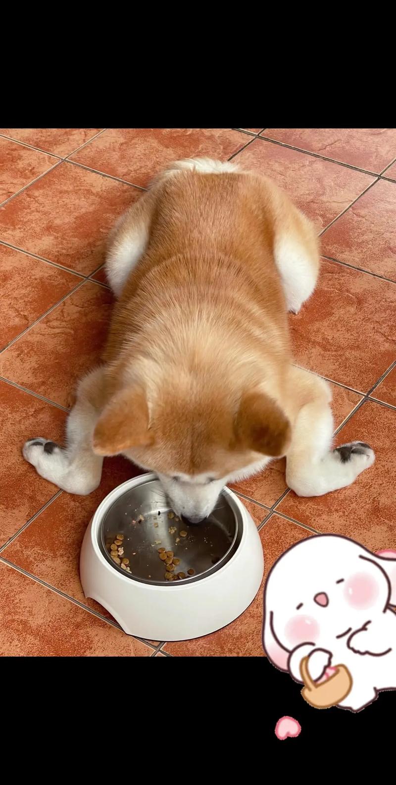 吃了一波狗粮的表情包