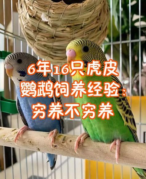 养虎皮鹦鹉是养两只好还是一只好图标