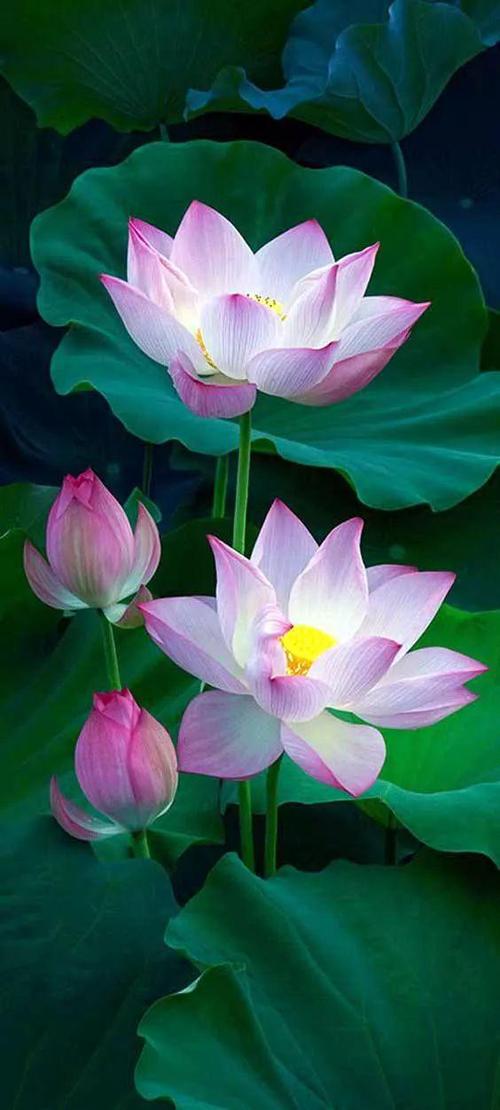 花卉图片100张缩略图