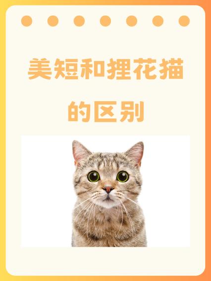 狸花猫和美短猫对比照截图