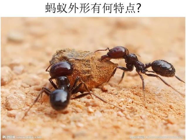 图中的小蚂蚁看到了什么