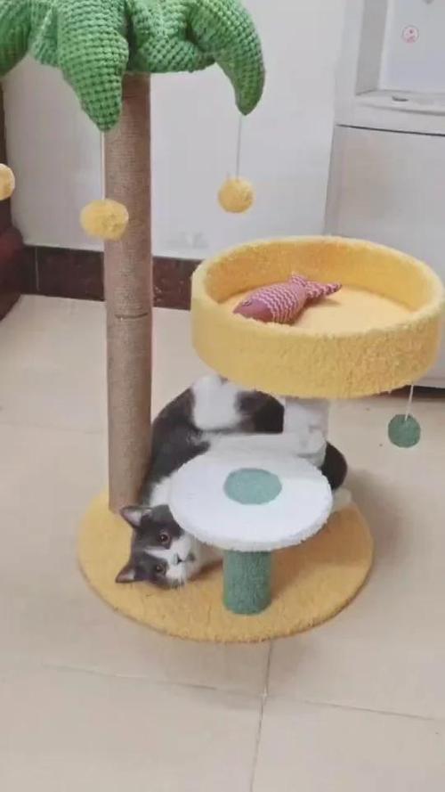 附近免费领养小猫图标