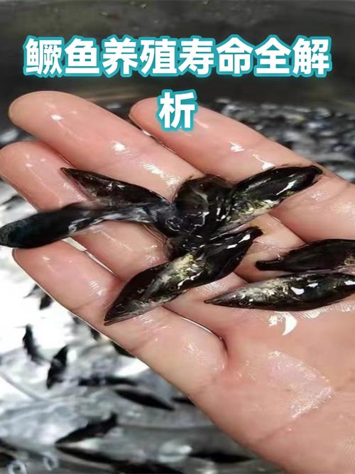 淡水鱼能活多久图标