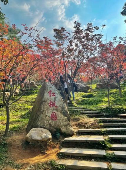 又是一年枫叶红,秋意浓,岁月图标