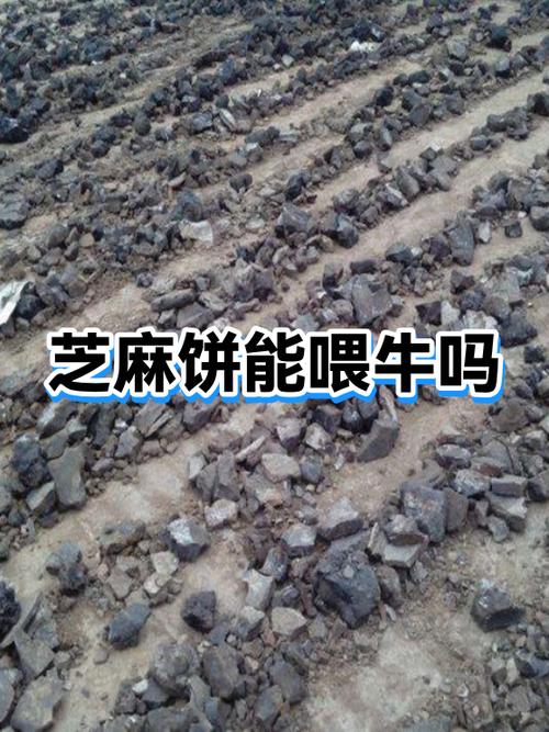 榨油芝麻饼的用途