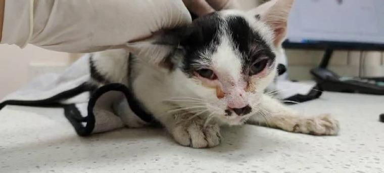 得了猫瘟的猫有什么症状图标