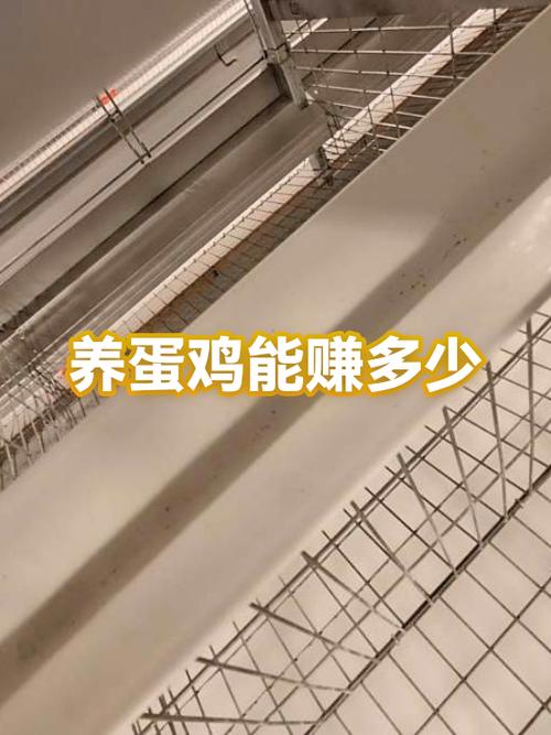 养蛋鸡1万只一年利润能有多少