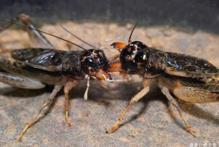 昆虫打架视频