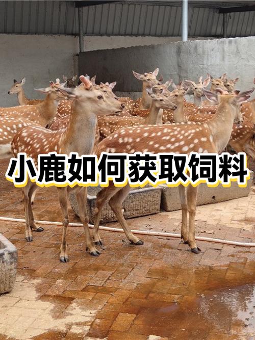 是谁的小鹿呀怎么获取