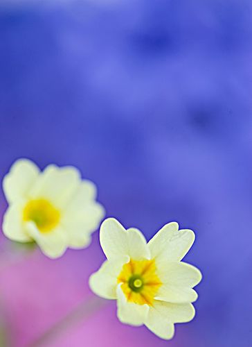 樱花草手机铃声