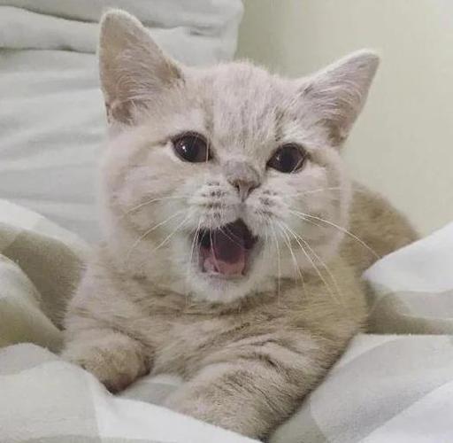 猫咪一边蹭人一边叫图标