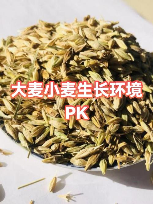 种大麦平台为什么没单接截图