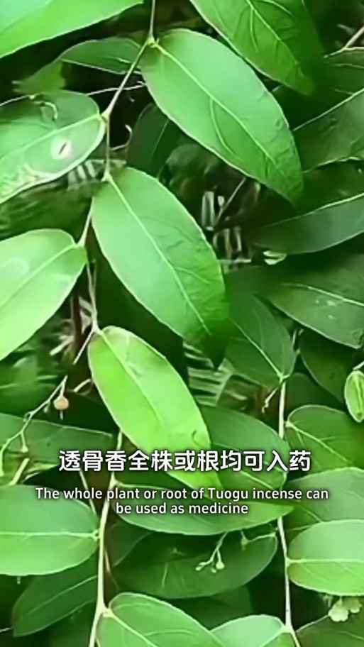 透骨香是be还是he