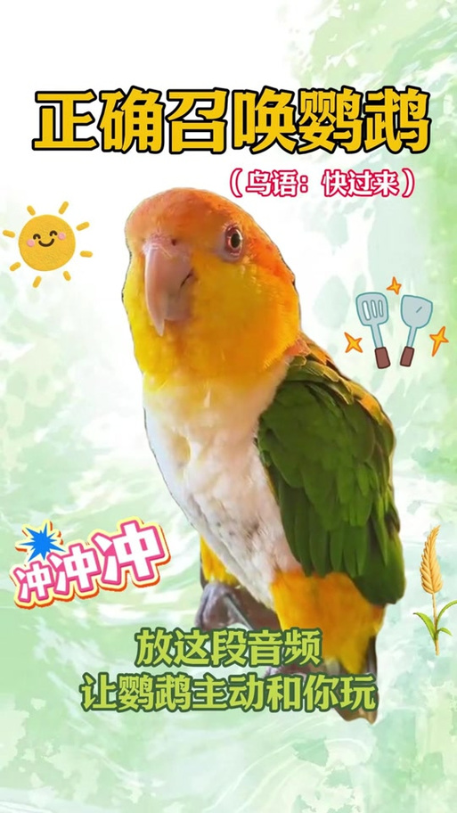 小鸟翻译器在线翻译