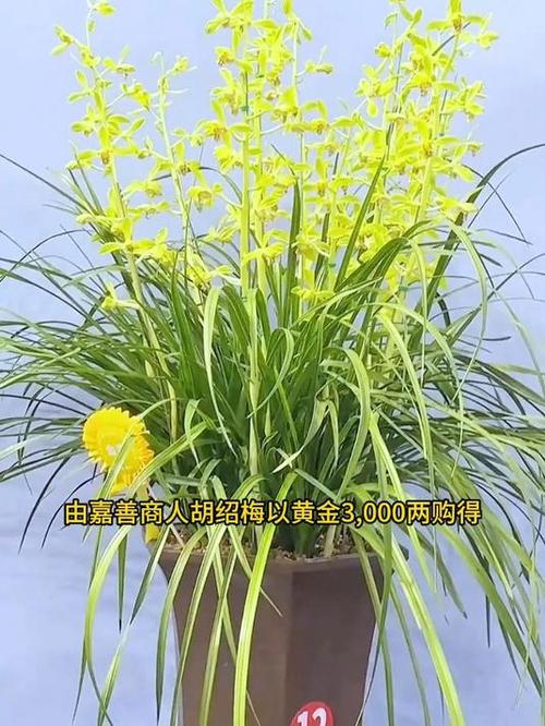 网购兰花最靠谱的平台
