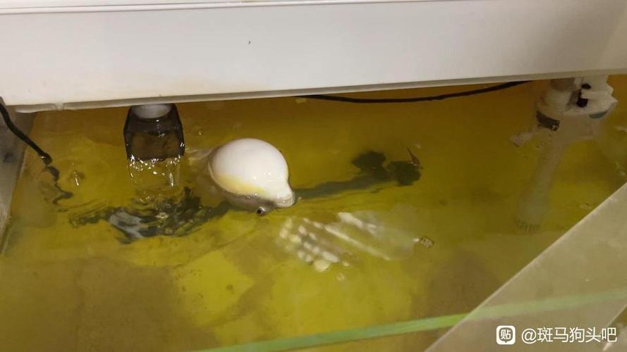 斑马狗头翻肚怎么救截图