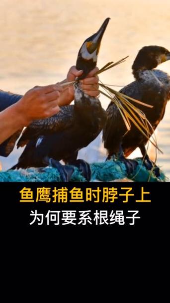 什么动物要绳拴