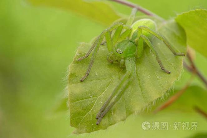 绿色蜘蛛是什么品种截图