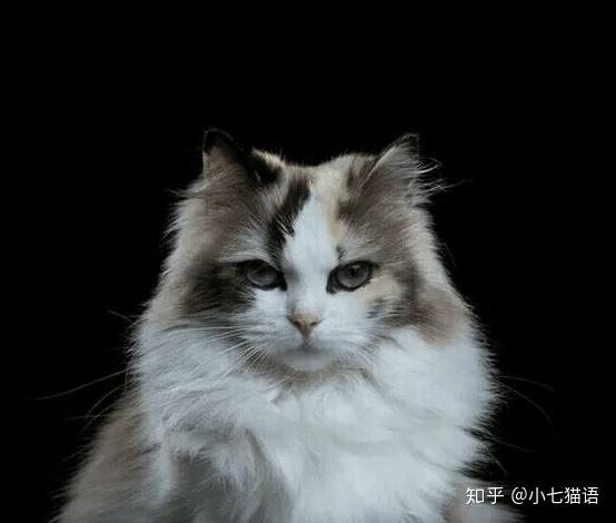 布偶猫10大品种图片图标
