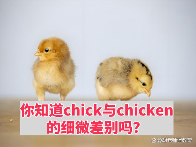 chicken作为名词的含义截图