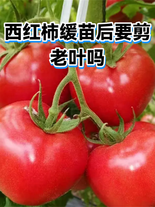 西红柿叶太多要剪吗