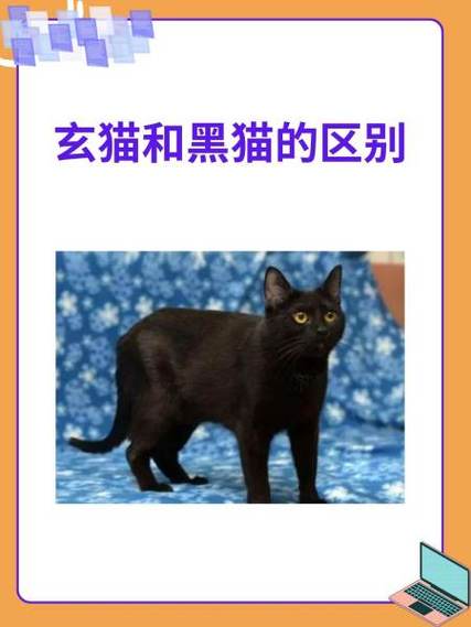 真正的玄猫多少钱