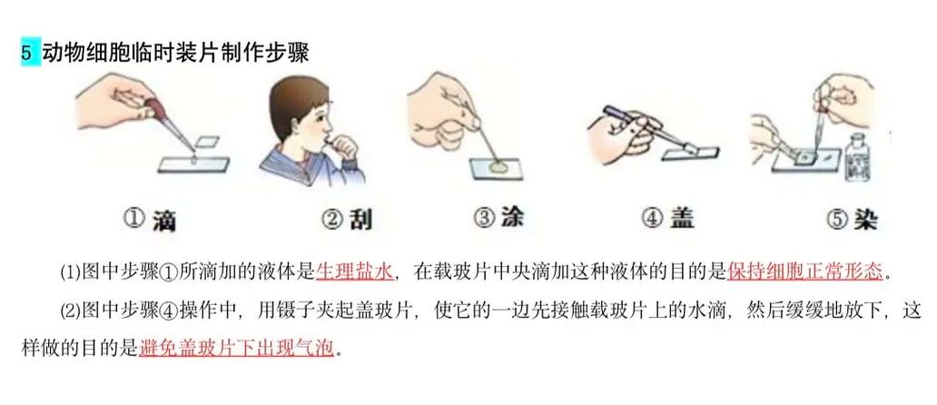 制作动物细胞临时装片的方法与制作