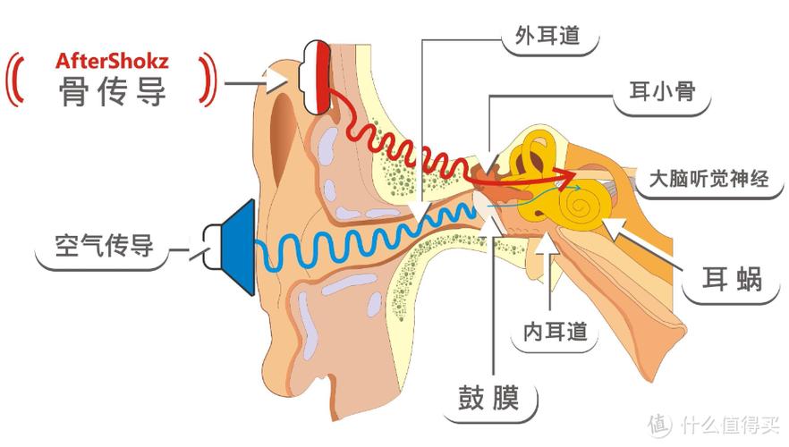 骨传导与气传导对比