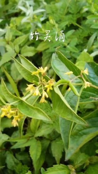 竹灵消的功效与作用缩略图